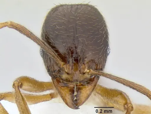 Stenamma manni - CASENT0605556