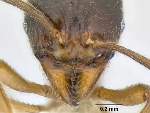 Stenamma manni - CASENT0605556