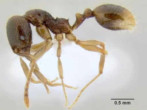 Stenamma manni - CASENT0605556