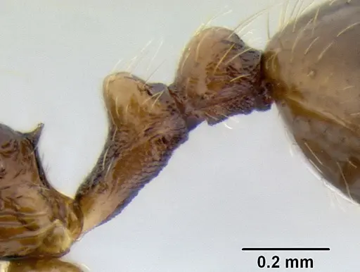 Stenamma manni - CASENT0605556