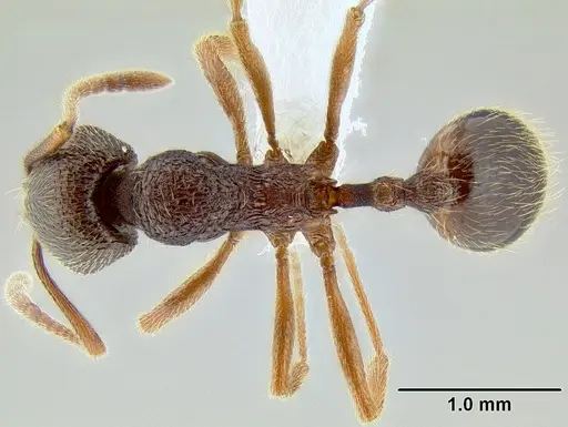 Stenamma manni - CASENT0605592