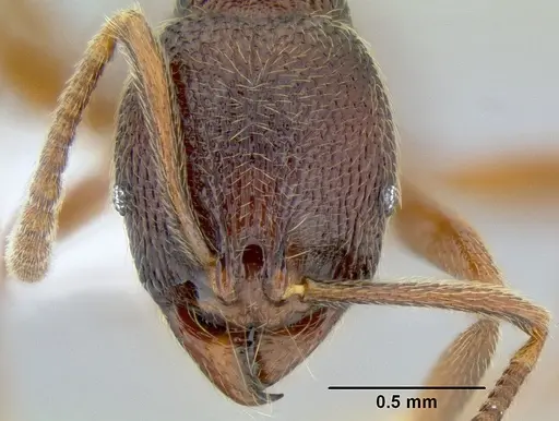 Stenamma manni - CASENT0605592