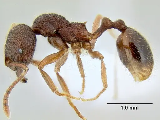 Stenamma manni - CASENT0605592