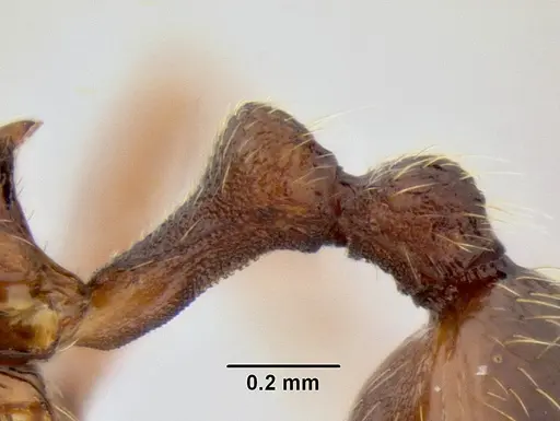 Stenamma manni - CASENT0605592