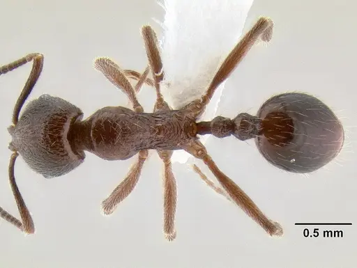 Stenamma manni - CASENT0606002