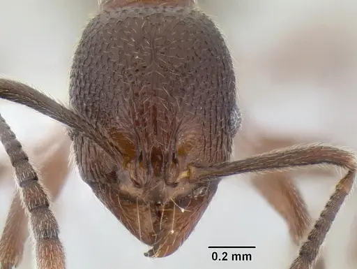 Stenamma manni - CASENT0606002