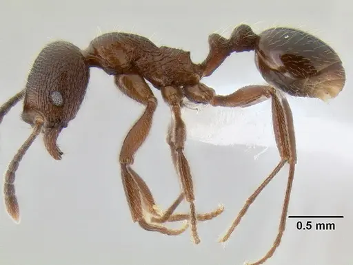 Stenamma manni - CASENT0606002