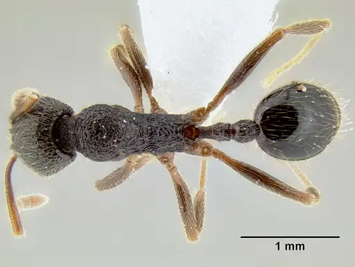 Stenamma manni - CASENT0606975