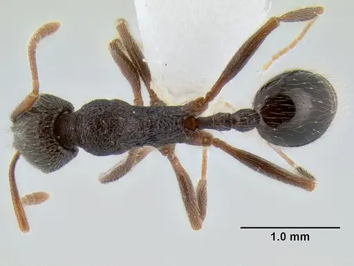 Stenamma manni - CASENT0606975