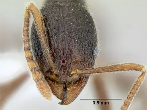 Stenamma manni - CASENT0606975