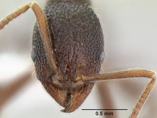 Stenamma manni - CASENT0606975