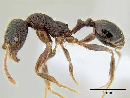 Stenamma manni - CASENT0606975