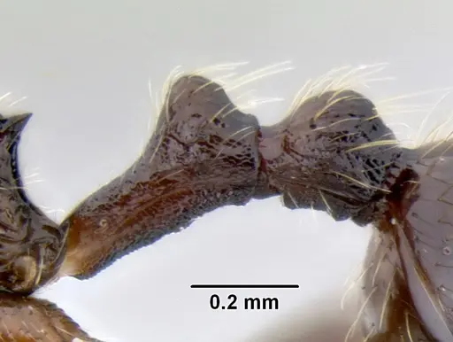 Stenamma manni - CASENT0606975