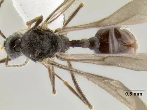 Stenamma manni - CASENT0607003