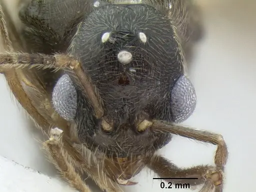 Stenamma manni - CASENT0607003