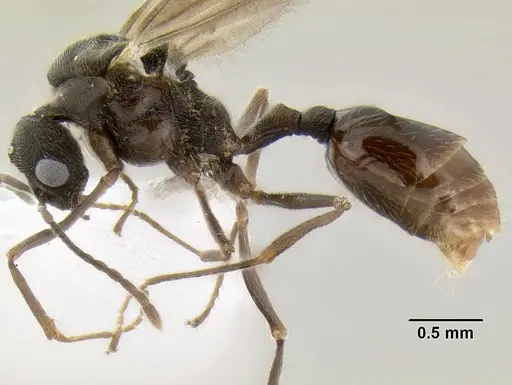 Stenamma manni - CASENT0607003