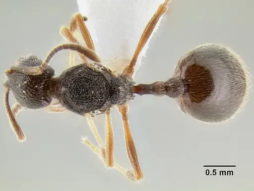 Stenamma manni - CASENT0607004