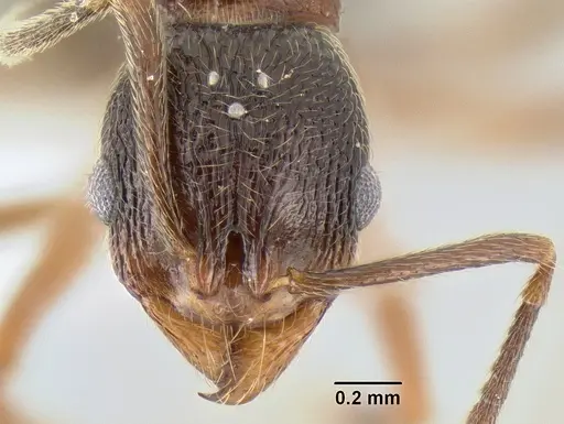 Stenamma manni - CASENT0607004