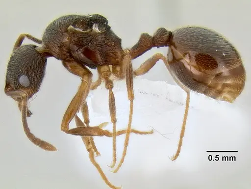 Stenamma manni - CASENT0607004