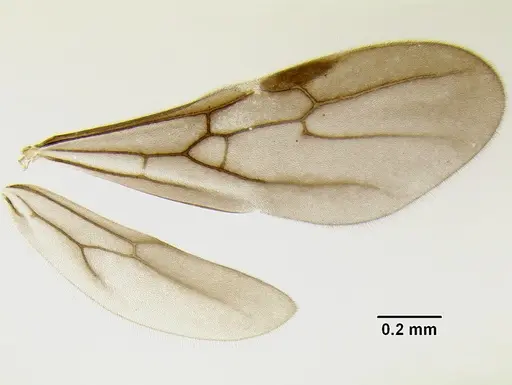 Stenamma manni - CASENT0607004