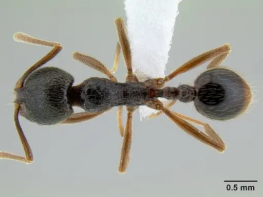 Stenamma manni - CASENT0621574