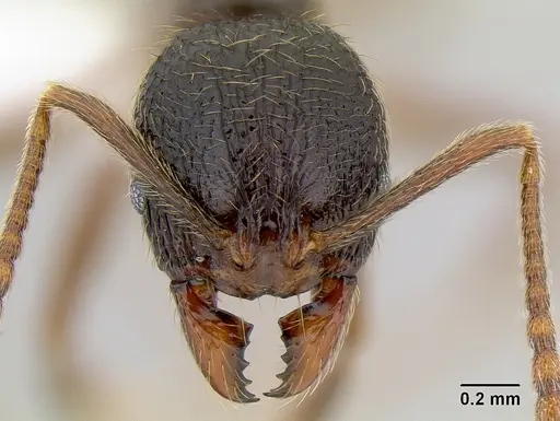 Stenamma manni - CASENT0621574