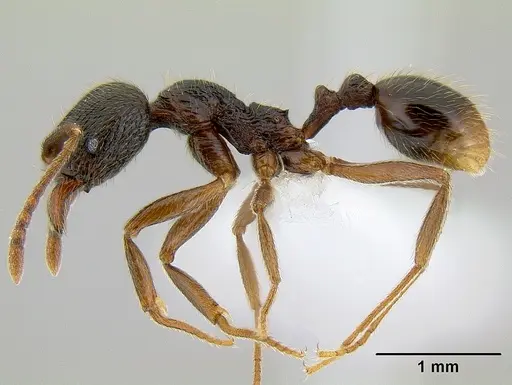 Stenamma manni - CASENT0621574