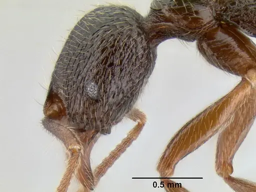 Stenamma manni - CASENT0621574