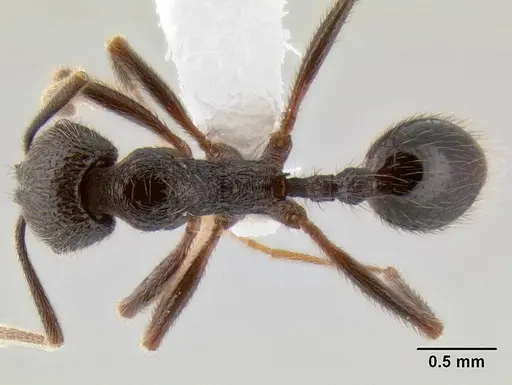 Stenamma manni - CASENT0622740