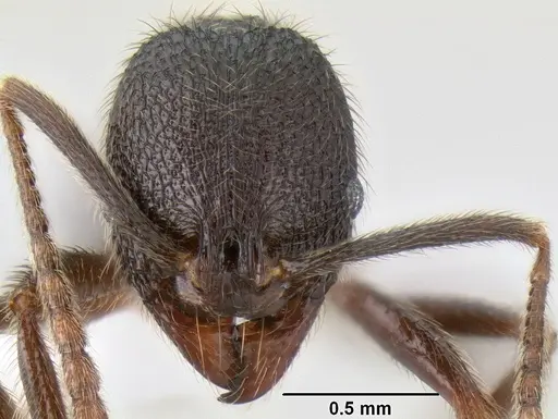 Stenamma manni - CASENT0622740