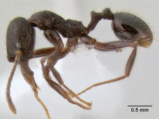 Stenamma manni - CASENT0622740