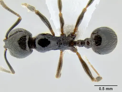 Stenamma maximon specimen