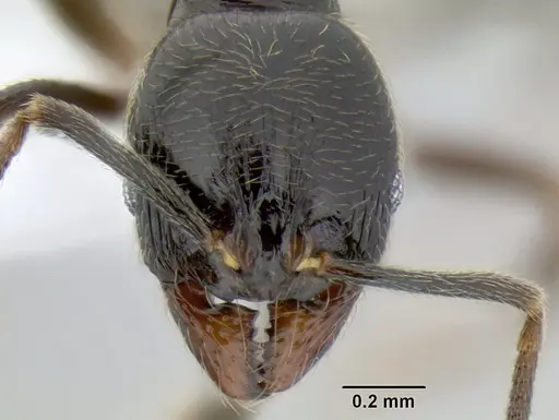 Stenamma maximon specimen