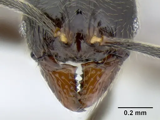 Stenamma maximon specimen