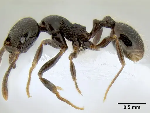 Stenamma maximon - CASENT0603886