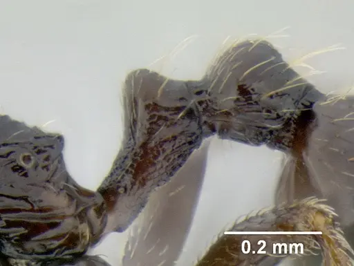 Stenamma maximon - CASENT0603886