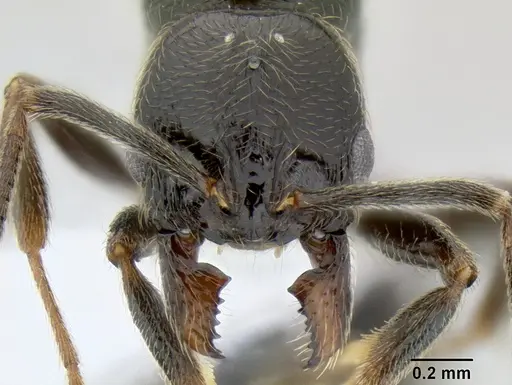 Stenamma maximon - CASENT0604871