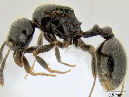 Stenamma maximon - CASENT0604871