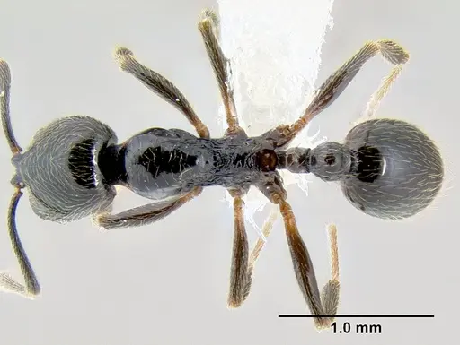 Stenamma maximon - CASENT0604875