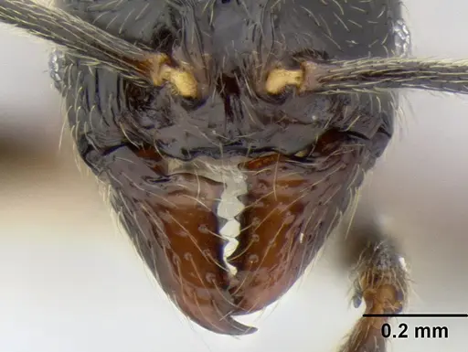 Stenamma maximon - CASENT0604875