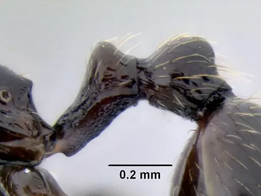 Stenamma maximon - CASENT0604875