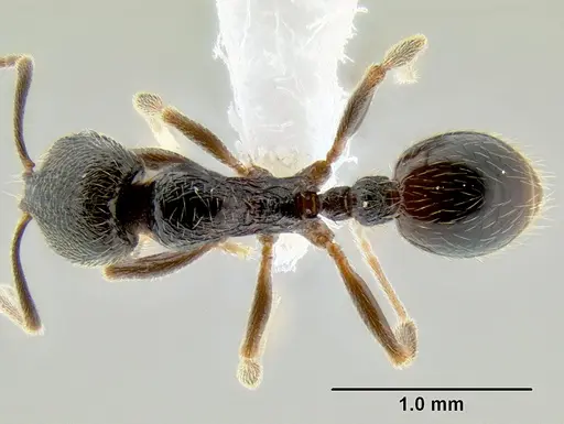 Stenamma maximon - CASENT0605063