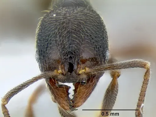 Stenamma maximon - CASENT0605063