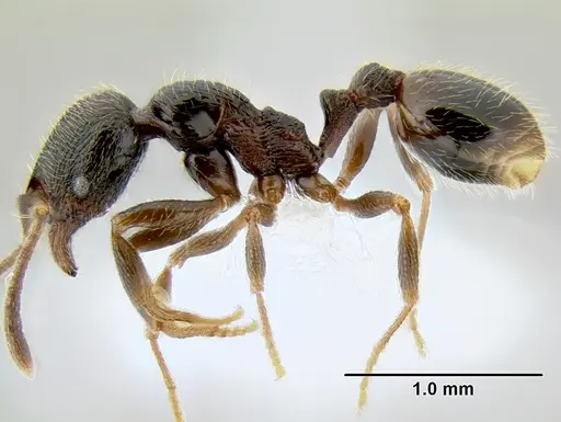 Stenamma maximon - CASENT0605063