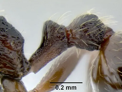 Stenamma maximon - CASENT0605063