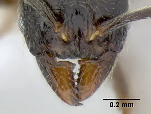 Stenamma maximon - CASENT0605089