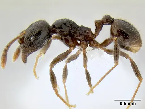 Stenamma maximon - CASENT0605089