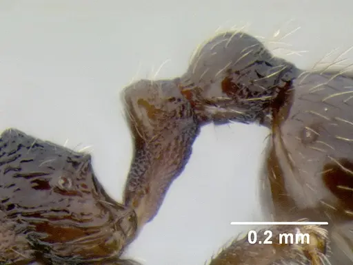 Stenamma maximon - CASENT0605089