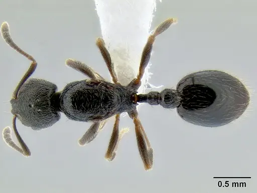 Stenamma maximon - CASENT0605135