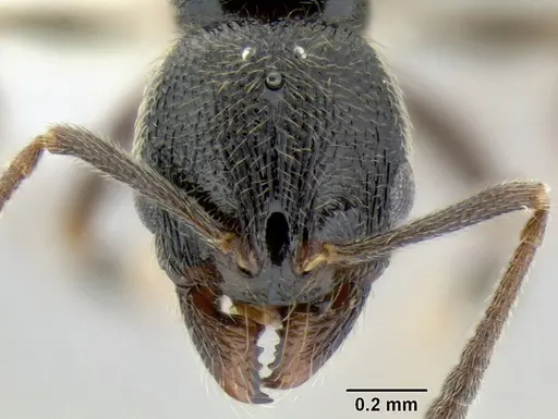 Stenamma maximon - CASENT0605135